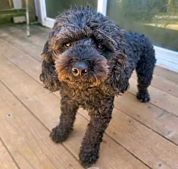 Photo of Mochi