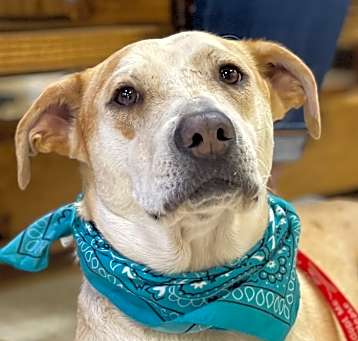 Photo of Ginger