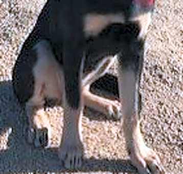 Photo of Kona