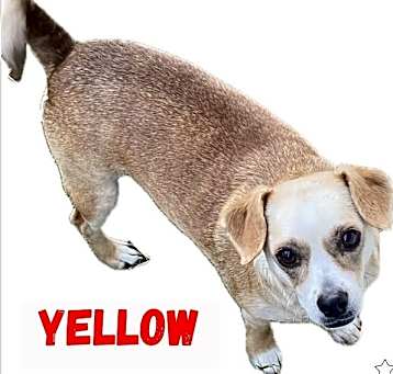 Photo of Yellow