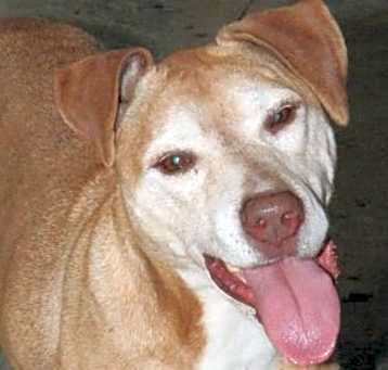 Photo of Honey