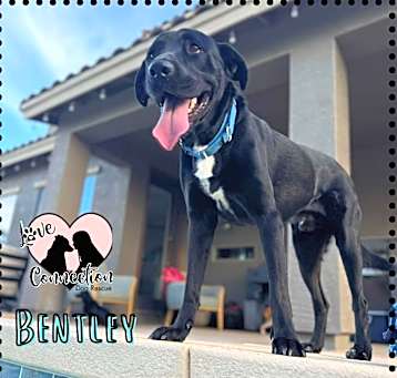 Photo of Bentley