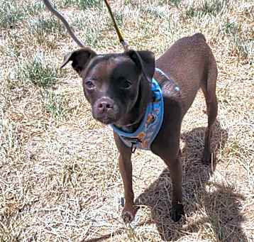 Photo of Scooter