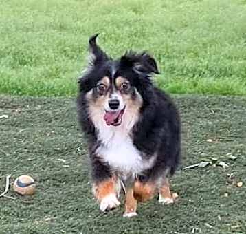 Photo of Dixie