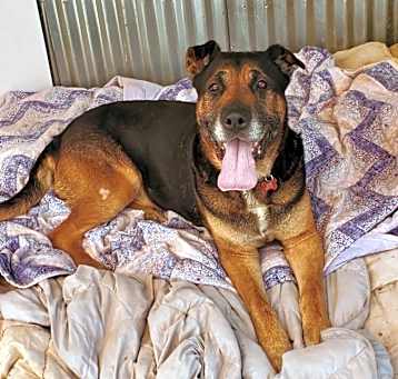 Photo of comanche