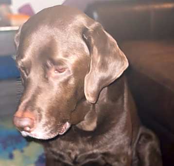 Photo of Hershey