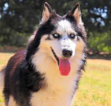 Photo of Odie