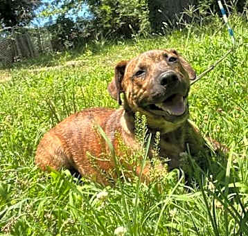 Photo of Hamlet