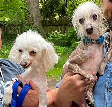 Photo of Lily & Zeplin (Ohio)