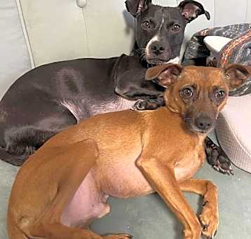 Photo of XP Chip & Mouse (NJ) - BONDED PAIR