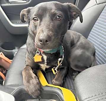 Photo of Charlotte (Foster to Adopt)