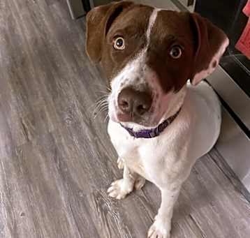 Photo of Sage