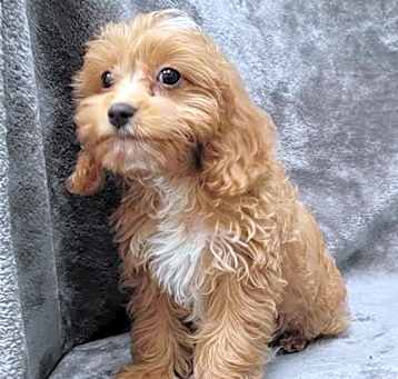 Photo of Truffles