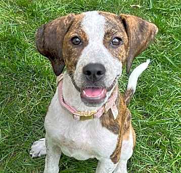 Photo of Amber *FEE WAIVED*
