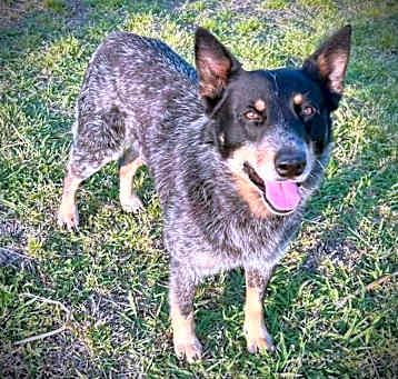 Photo of RUSK