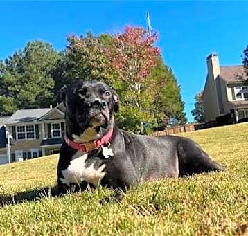 Photo of Bella