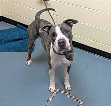 Photo of BAXTER
