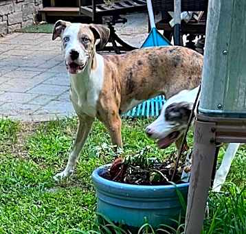 Photo of DUKE