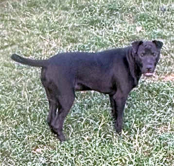 Photo of Panther