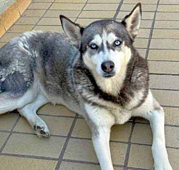 Photo of Dixie