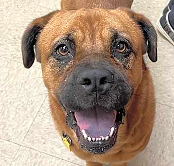 Photo of Bertha - IN FOSTER