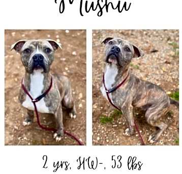 Photo of Mushu