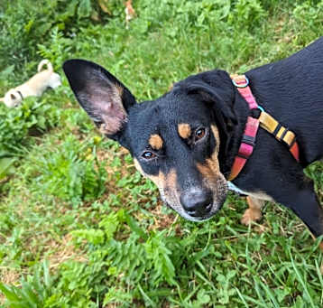 Photo of Luna