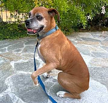 Photo of Peanut