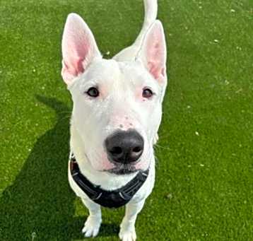 Photo of Spuds Mackenzie