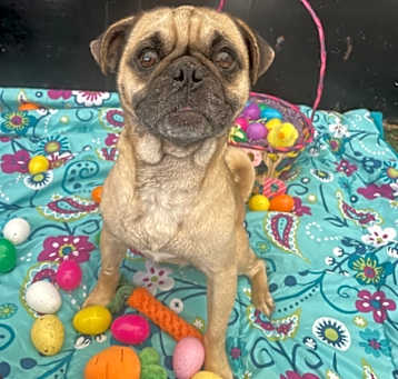 Photo of Hondo