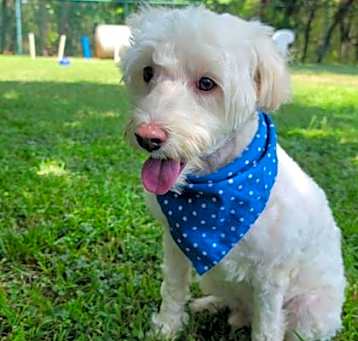 Photo of Teddy