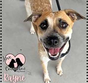 Photo of Rayne