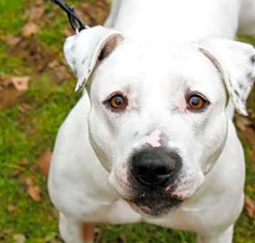 Photo of Paisley