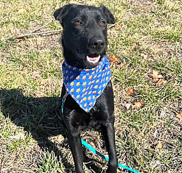 Photo of Dodger