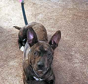 Photo of Rufus