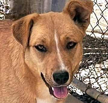 Photo of Tia (CP) Foster or Adopt Me!