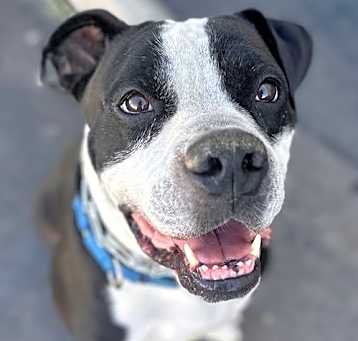 Photo of Rocko - Adopt Me!