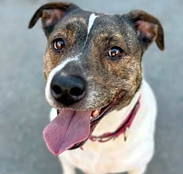 Photo of Khloe - Adopt Me!