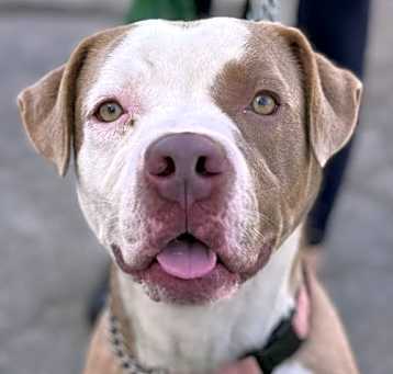 Photo of Fifi - Foster or Adopt Me!