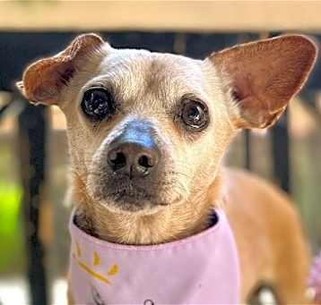 Photo of Champ - Adopt Me!