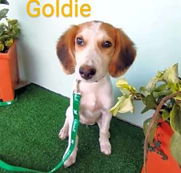 Photo of Goldie
