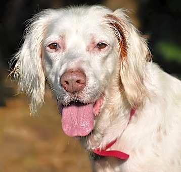 Photo of Libby- Adoption Pending