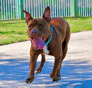 Photo of Ozzie