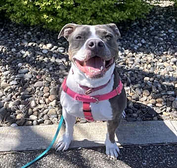 Photo of Lola - AVAILABLE/FOSTER NEEDED