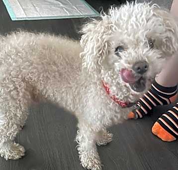 Photo of Buster