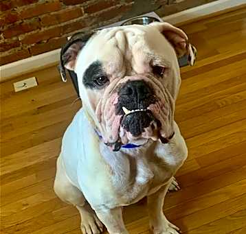 Photo of RUFIO (COURTESY POST)