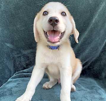 Photo of Maverick