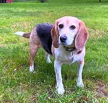 Photo of Remus