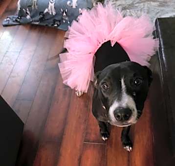 Photo of Abby