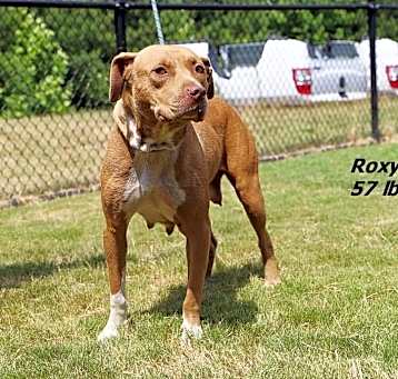 Photo of Roxy